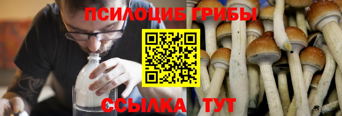 Псилоцибиновые грибы мицелий Сегежа